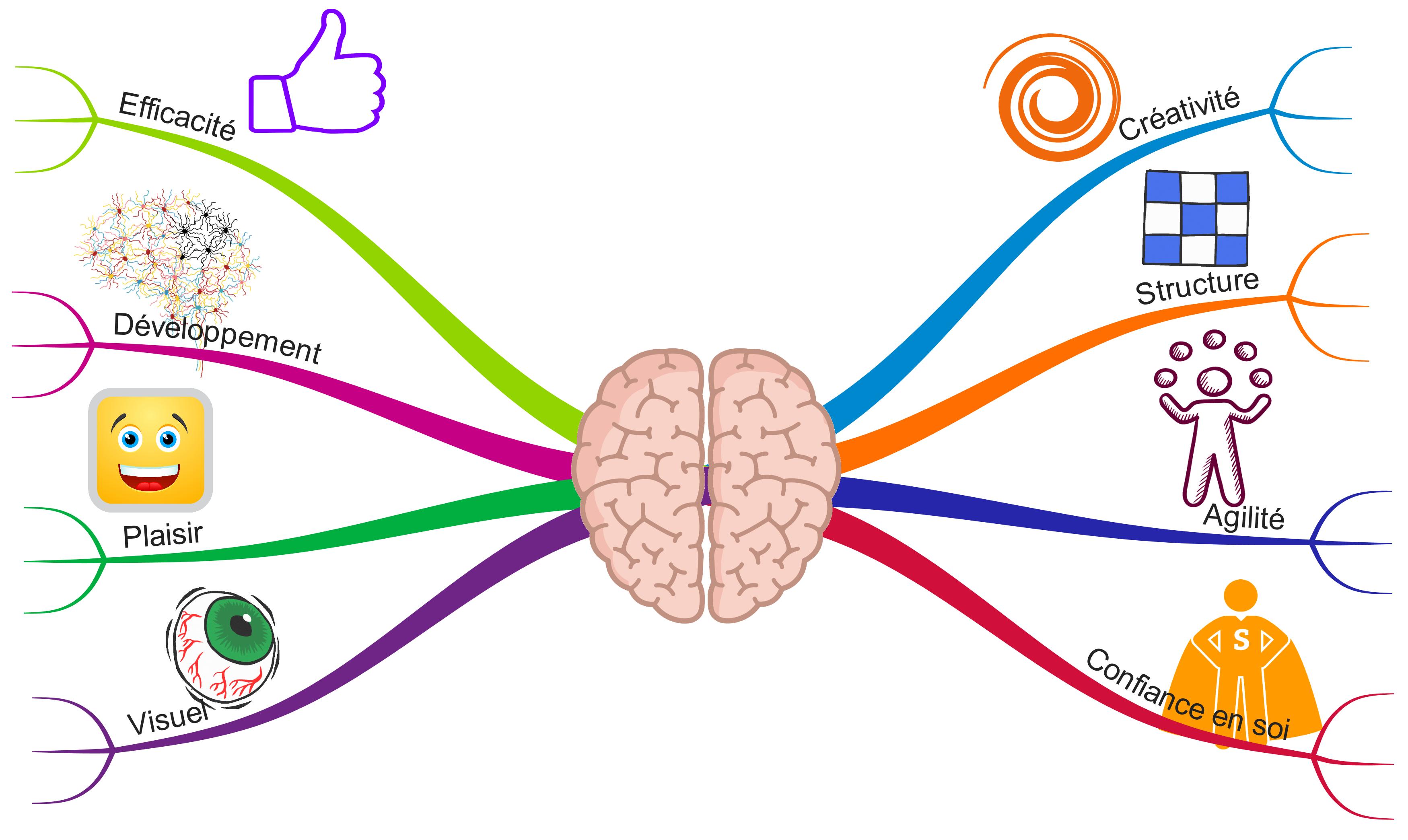Le cerveau détaillé l